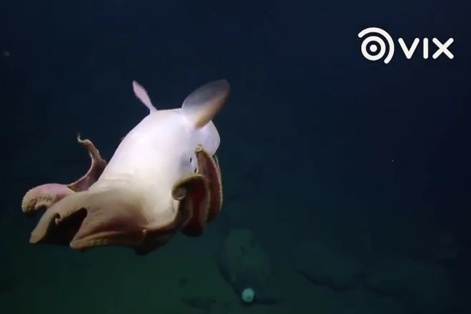 The Mysterious Dumbo Octopus